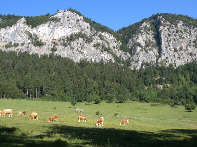 Vorschlag